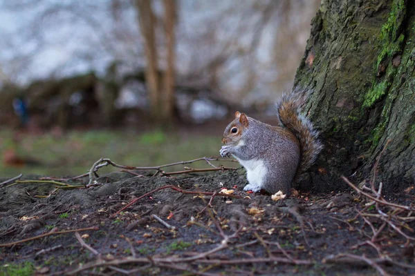 Eekhoorn Dier Knaagdier Zoogdier — Stockfoto