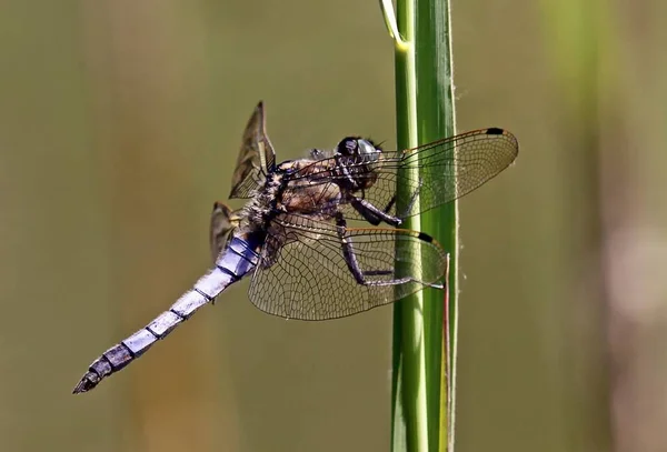 Primo Piano Macro Vista Insetti Libellula — Foto Stock