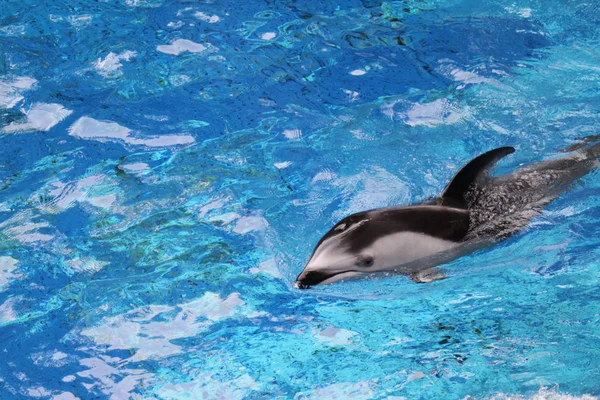 Delphin Wasserfische Tier — Stockfoto