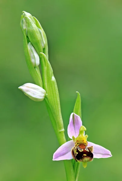 Floraison Printanière Floraison Orchidée — Photo