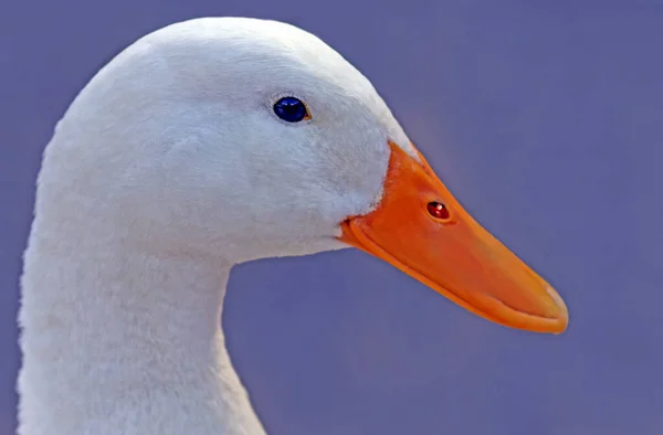 Pato Doméstico Branco Neve — Fotografia de Stock