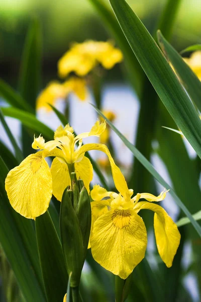 Жовтий Айріс Жовтий Прапор Або Iris Pseudacorus Біля Берега Влітку — стокове фото