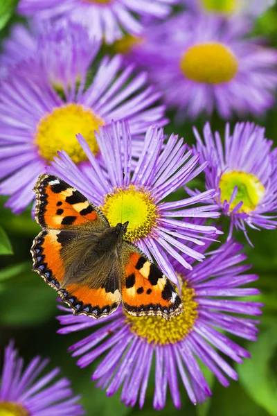 Borboleta Pequena Tartaruga China Flores Aster Verão — Fotografia de Stock