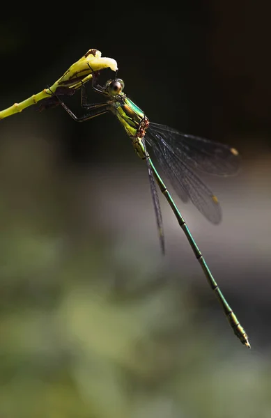 Detailní Makro Pohled Hmyz Vážky — Stock fotografie