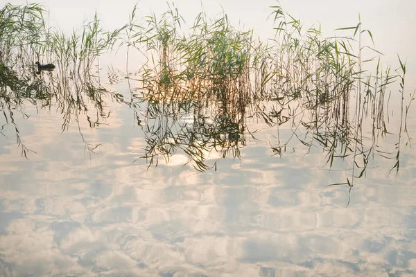 Reflections Birds Reed Misty Sunrise Lake Horizontal — Stock Photo, Image