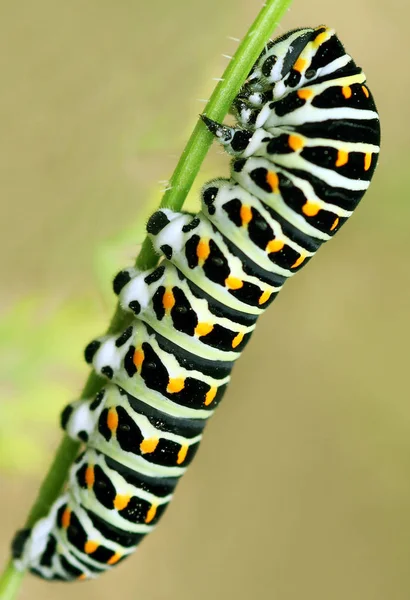 Gusano Oruga Insecto Naturaleza — Foto de Stock