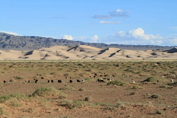 Duinen Gobi Woestijn Mongolia — Stockfoto