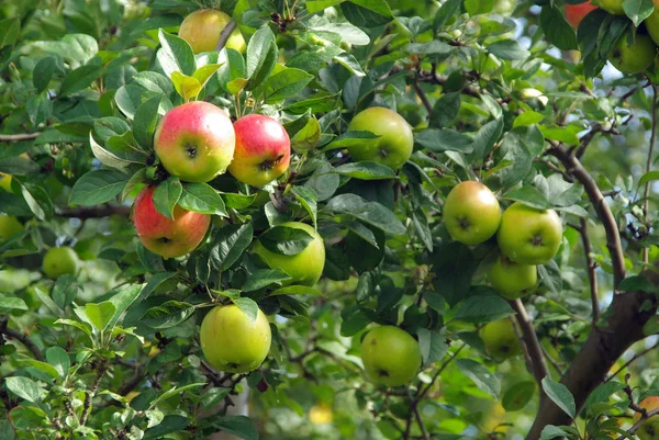 Manzana Árbol Manzana Árbol 100 — Foto de Stock