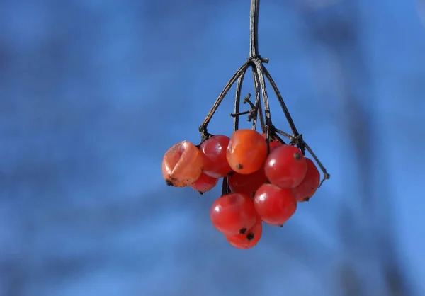 Kar Üzerinde Kırmızı Dikenli Meyveler — Stok fotoğraf