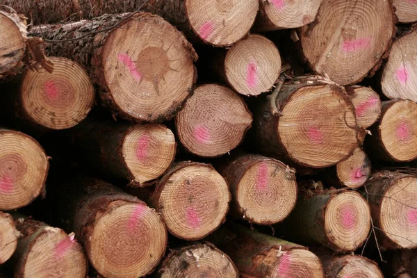 Dřevo Podpal Dřevo Dřevo — Stock fotografie
