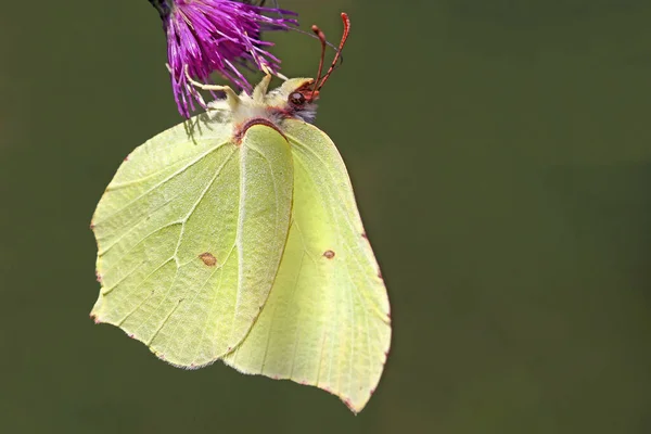 Widok Bliska Piękny Kolorowy Motyl — Zdjęcie stockowe