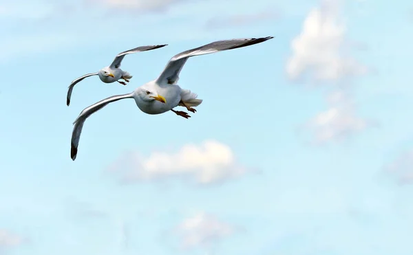 Zwei Fliegende Möwen Mit Blick Nach Links Gegen Einen Blauen — Stockfoto