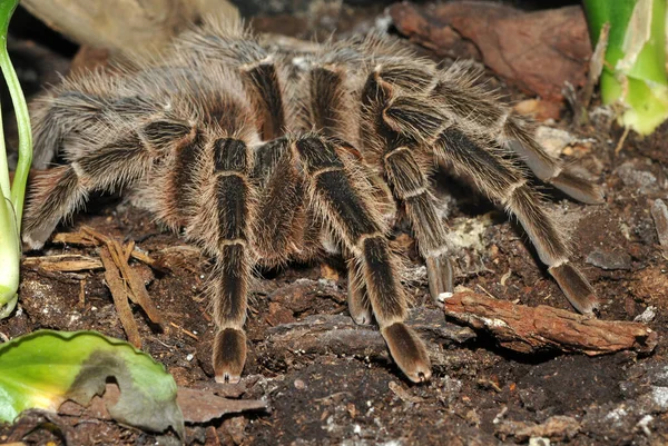 Tarantula Страшные Насекомые — стоковое фото