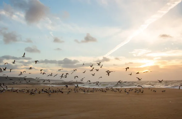 Seagull Flygning Skymningen Stranden — Stockfoto