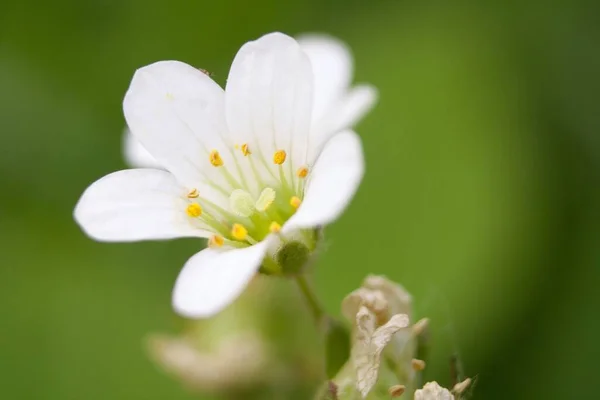Bílé Květy Třešňových Květů Jaře — Stock fotografie