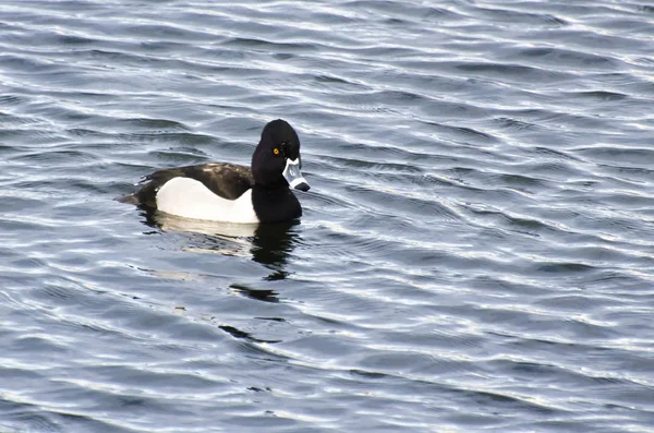 Anatra Dal Collo Anello Nuoto Lago — Foto Stock