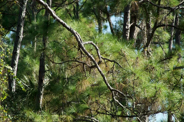 在弗罗里达松树的这一景象中 分枝都占了上风 — 图库照片