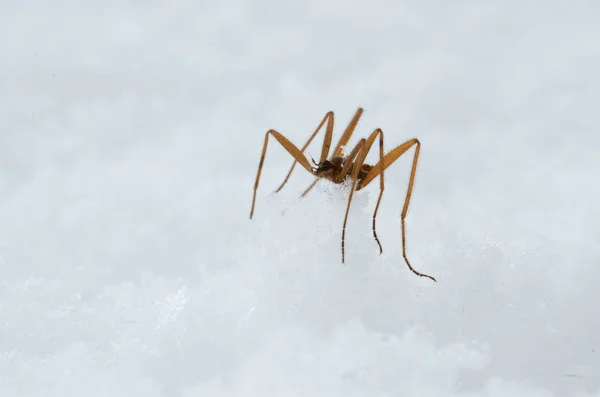 Chionea Lutescens Chionea Tipulidae Insektenland Land Schnee Insektenschnee Gran Paradiso — Stockfoto