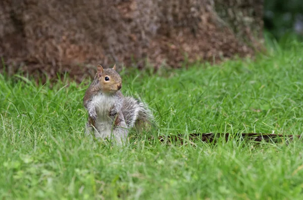 Flauschiges Eichhörnchen Tier Nagetier — Stockfoto