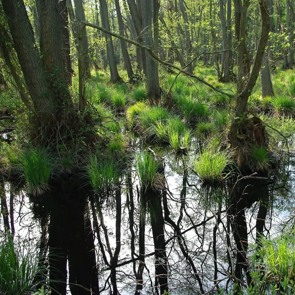 Vue Panoramique Flore Forêt Sauvage — Photo