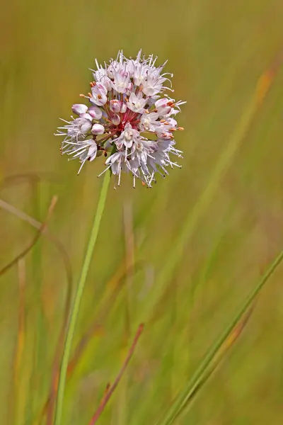 Wohl Smelling Leek Allium Suaveolens — Foto de Stock