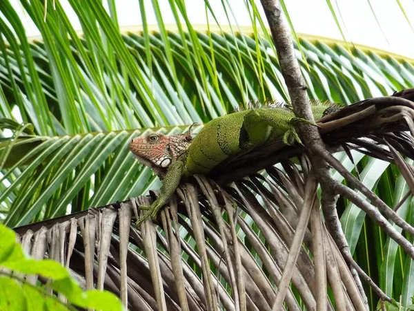 Fauna Selvatica Animale Lucertola Animale Iguana Rettile — Foto Stock