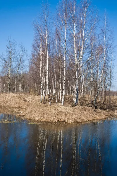 Schönes Foto Von Jungen Birken Frühling — Stockfoto