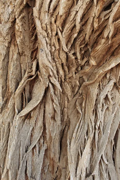 Текстура Ствола Дерева Кора Поверхности — стоковое фото