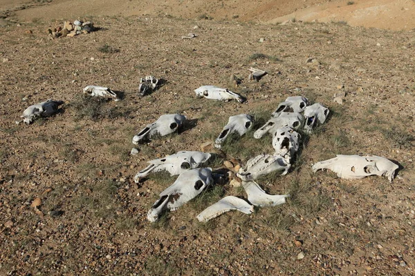 Horse Skull Gobi Desert — Stock Photo, Image