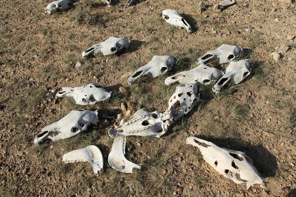 Horse Skull Gobi Desert — Stock Photo, Image