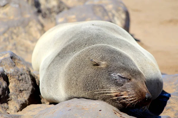 Pečeť Mysu Cross Reserve Pobřeží Atlantského Oceánu Namibii — Stock fotografie