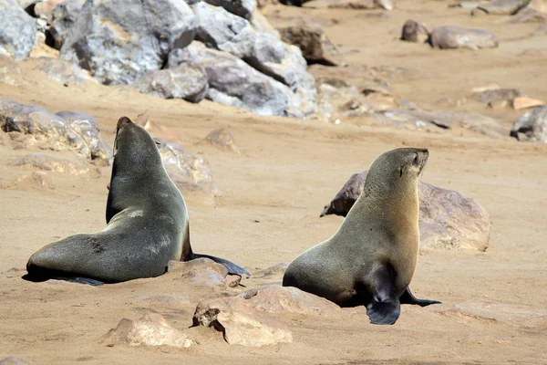 Foche Animali Mammiferi Marini — Foto Stock