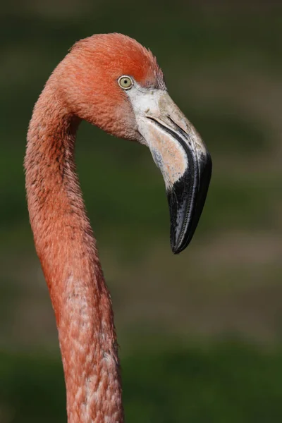 Vista Panorâmica Belo Pássaro Flamingo Natureza — Fotografia de Stock