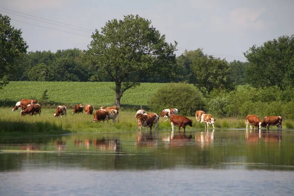 Cows Pond — Stock Photo, Image