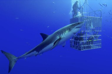 great white shark on the cage clipart