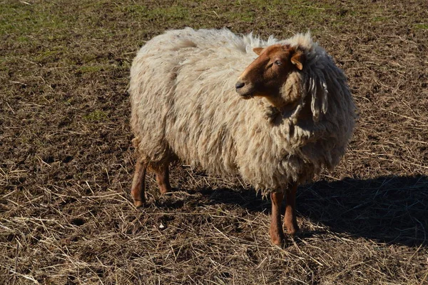 农场上的羊圈养 — 图库照片