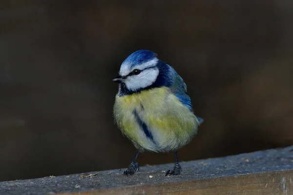 Vista Cênica Belo Pássaro Titmouse — Fotografia de Stock