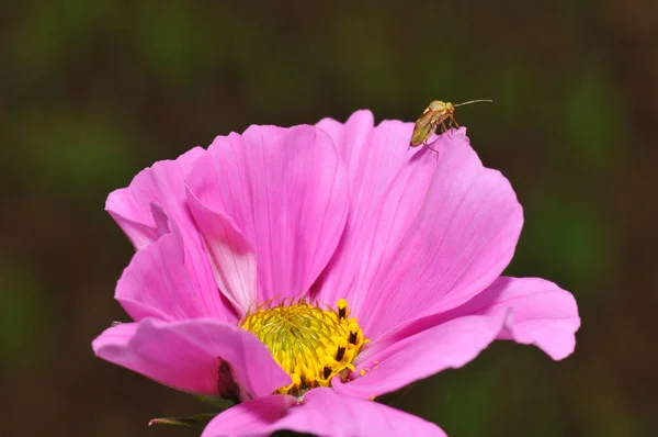 Kleurrijke Bloemen Groeien Buiten — Stockfoto