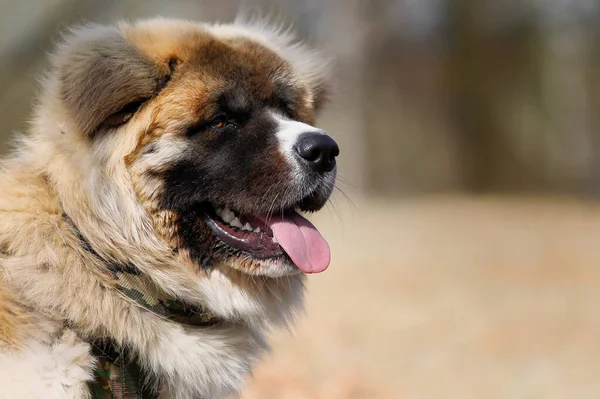 Akita Cão Fora Tempo Ensolarado — Fotografia de Stock