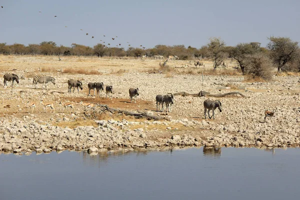 Afrikalı Zebralar Zebra Hayvanları Siyah Beyaz Çizgiler — Stok fotoğraf