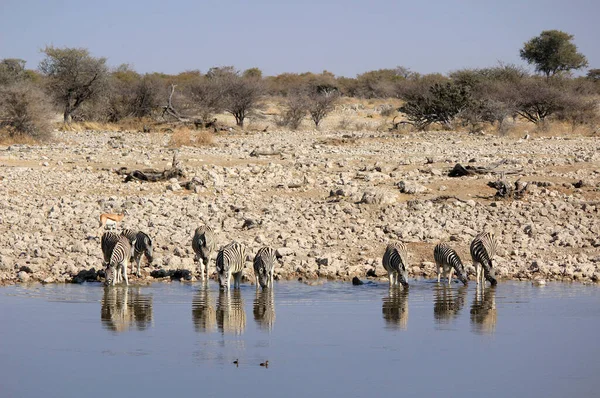 アフリカのゼブラ動物黒と白の縞模様 — ストック写真