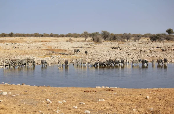 Zèbres Africains Zèbres Animaux Rayures Noires Blanches — Photo