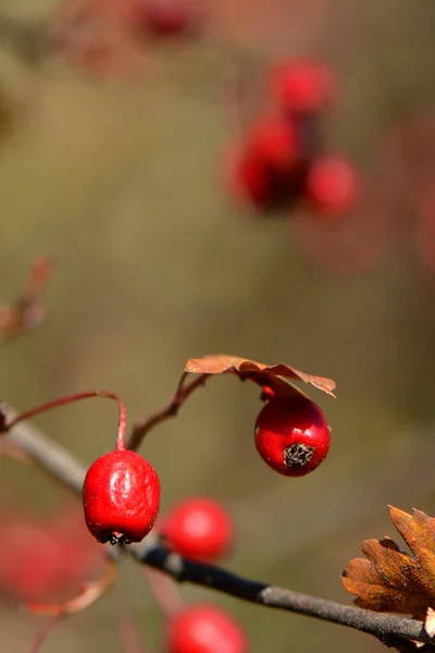 Güzel Çiçekler Çiçek Konsepti — Stok fotoğraf