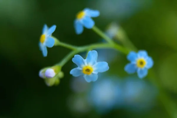 Flores Bonitas Conceito Floral Fundo Natureza — Fotografia de Stock