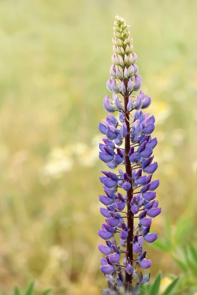 Blooming Lupine Meadow Flora — Stock Photo, Image