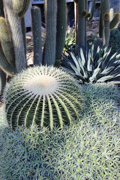 Exotic Tropical Plant Cactus — Stock Photo, Image