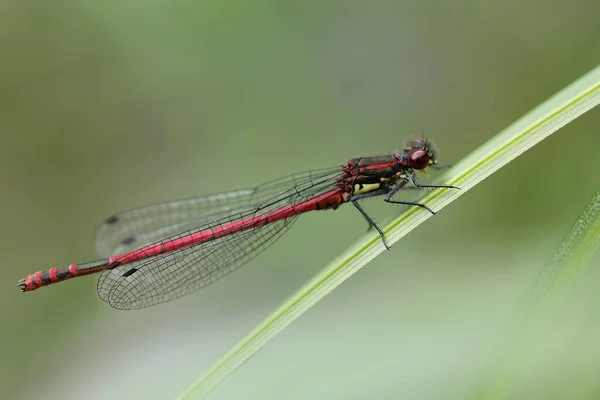 Odonata Λιβελούλα Στη Χλωρίδα Της Φύσης — Φωτογραφία Αρχείου