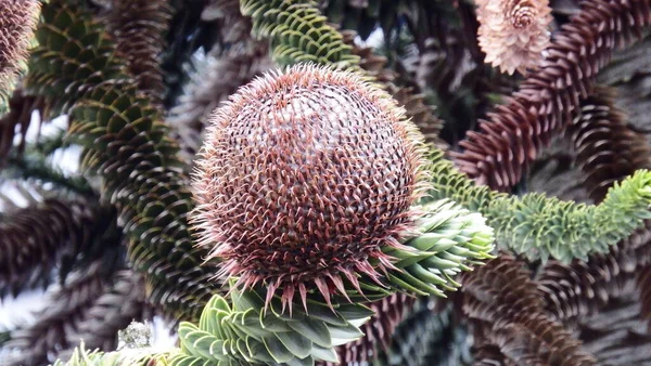 料理人の名前は 蛇の木 シジミ サルの尾の木など アラカリア科の植物種です — ストック写真