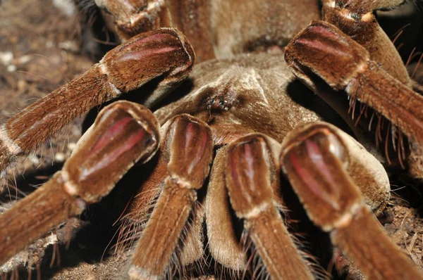 Tarantula Strašidelný Hmyz — Stock fotografie