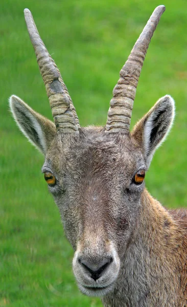 Ζώο Ibex Στη Φύση Πανίδα — Φωτογραφία Αρχείου